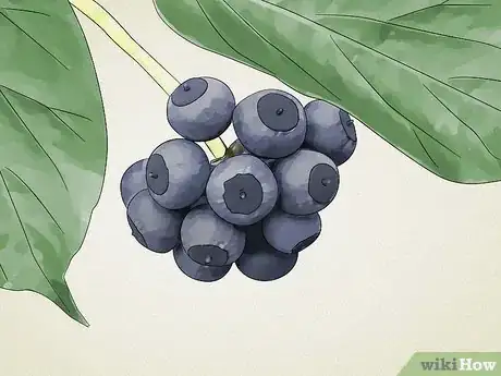 Image titled Identify Common Poisonous Berries in North America Step 13