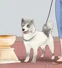 Train Your Dog for a Dog Show