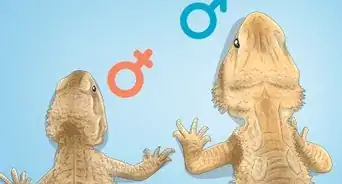 Tell the Sex of a Bearded Dragon