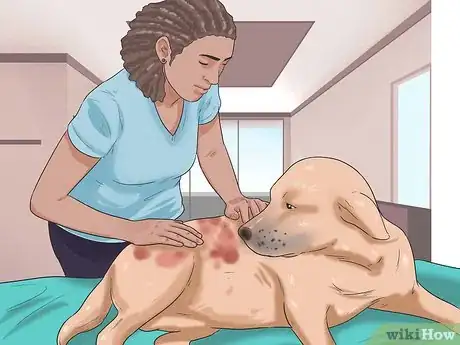 Image titled Tell if Your Dog Has Been Abused in the Past Step 5