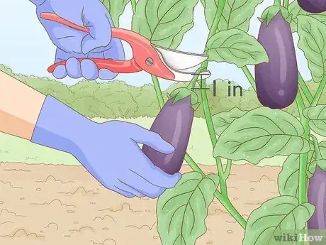 Image titled Harvest Eggplant Step 7