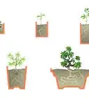 Start a Bonsai Tree