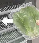 Harvest Romaine Lettuce