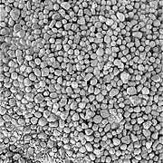 Figure 21. Small loose hematite spherule fragments (or very small spherules) in a crest ripple on smooth sandy soils about 650 m south of Endurance Crater. The diameters of most small spherules/fragments are between 0.7 mm and 1.5 mm. This image was taken within a few meters of the trench in Figure 12. The top part of Figure 12 shows a wide-angle view of two crest ripples (bisected by the trench) with much larger hematite spherules spread out on top of the soils between the two crest ripples. Image taken on Sol 369 (2005-02-06).