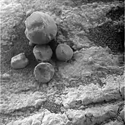 Figure 11. A few loose hematite spherules on an outcrop of sediments about 200 m from Endeavour Crater. The largest spherule has a diameter of 8.3 mm - this is one of the biggest photographed anywhere by Opportunity. Image taken on Sol 2669 (2011-07-28).