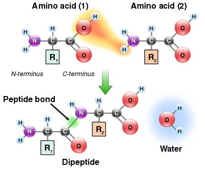 Two amino acids are shown next to each other. One loses a hydrogen and oxygen from its carboxyl group (COOH) and the other loses a hydrogen from its amino group (NH2). This reaction produces a molecule of water (H2O) and two amino acids joined by a peptide bond (–CO–NH–). The two joined amino acids are called a dipeptide.