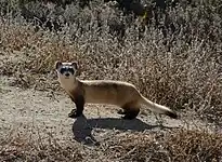 Black-footed ferret (Mustela nigripes) National Black-footed Ferret Conservation Center, Colorado