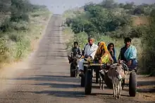 Donkey cart used in transportation