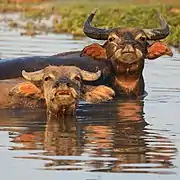 Two Bubalus bubalis (water buffaloes) bathing at sunset in a pond of Don Det. These buffaloes are often cooling themselves in the water (or in the mud), when the weather is hot. One of these domestic animals has a nose rope to facilitate its handling during the growing season, though here in May they are not yet attached, and thus free to move around the island.