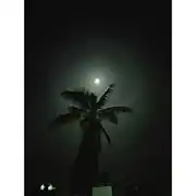 22° lunar halo behind coconut tree in Chikmagaluru on May 24, 2021