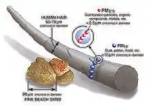 A computer graphic showing how many PM10 particles can be wrapped around a human hair and how several PM2.5 particles can be wrapped around PM10